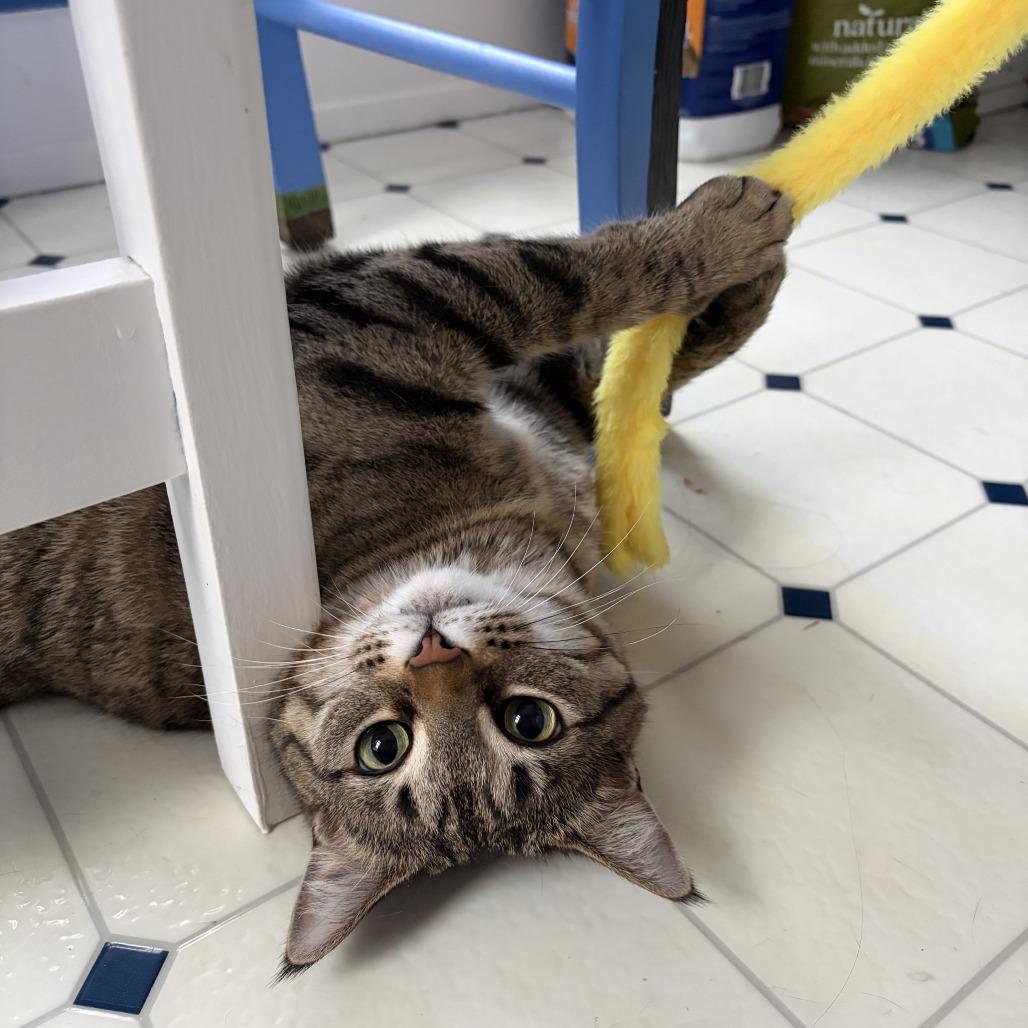 Enlarge Georgie, a Adoptable Domestic Short Hair in St. Paul, MN image 5/6