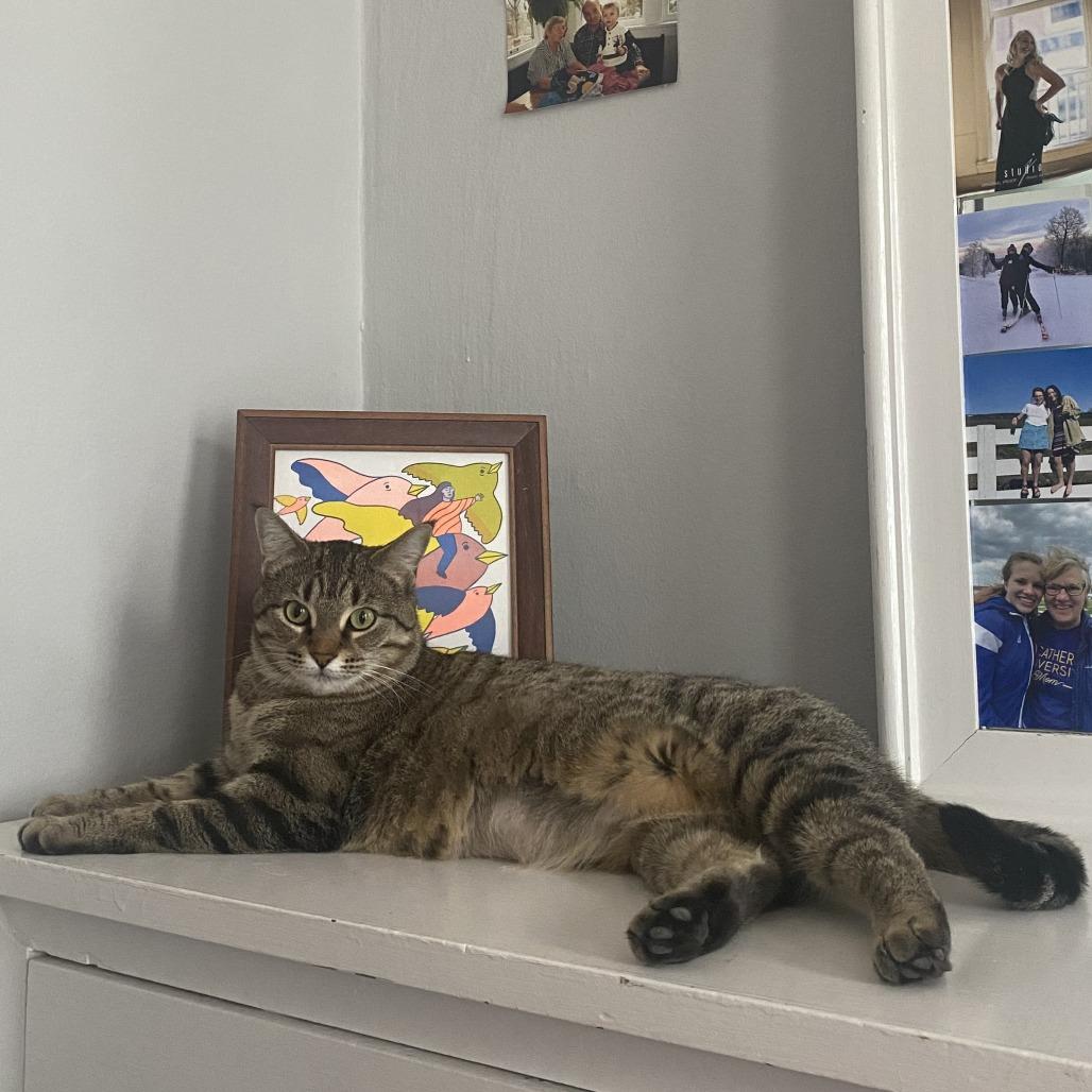 Enlarge Georgie, a Adoptable Domestic Short Hair in St. Paul, MN image 6/6