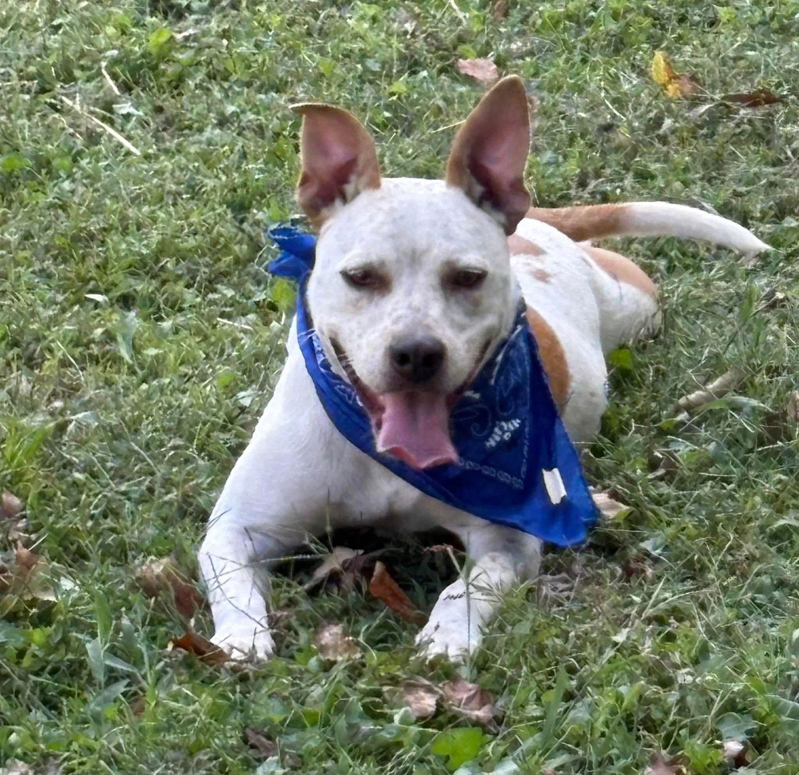 Spanky, Adoptable, Adult Male Terrier & Australian Cattle Dog / Blue Heeler.