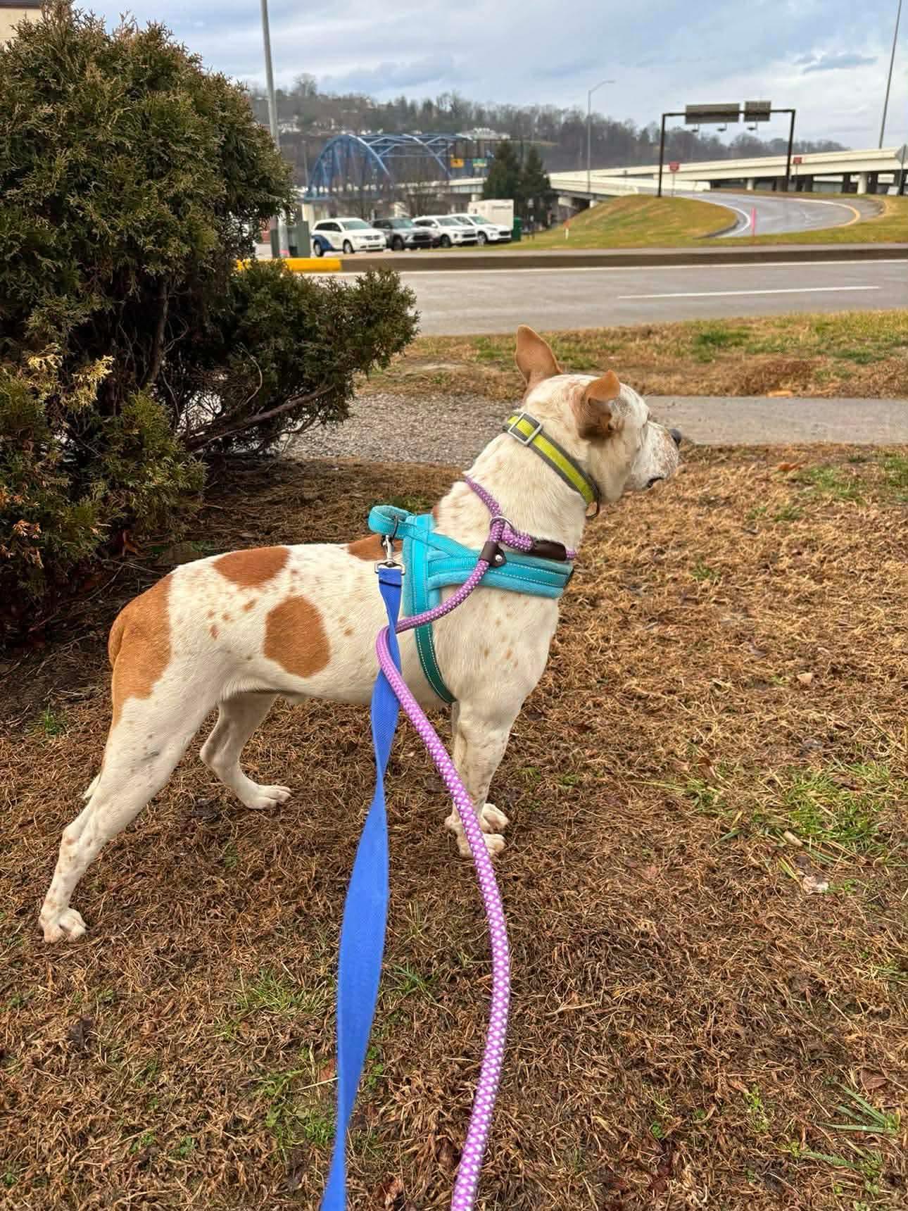 Enlarge Spanky, a Adoptable mixed breed in Glenmoore, PA image 2/3