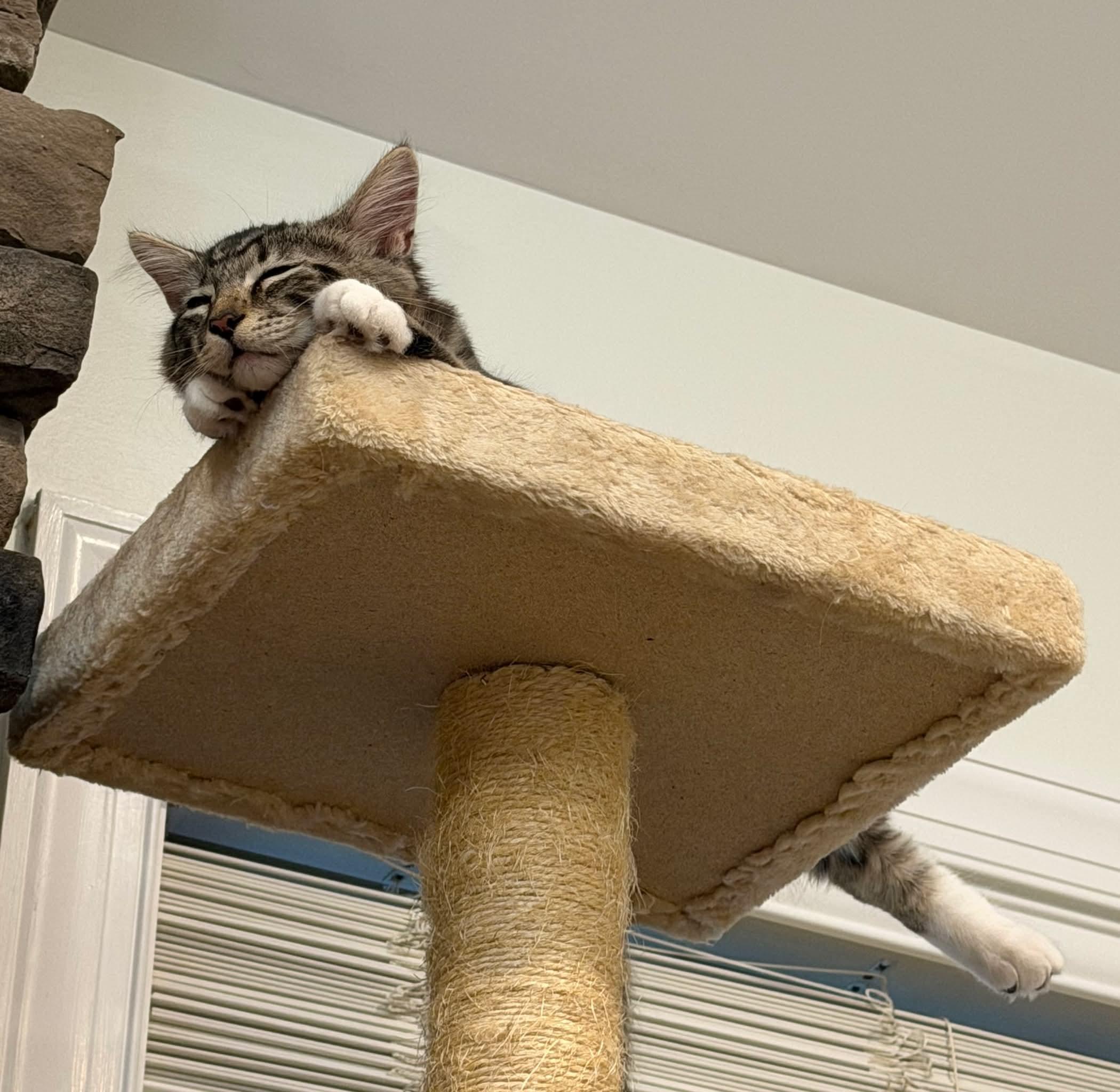 Enlarge Chad, a ADOPTABLE Domestic Medium Hair in Aberdeen, NC image 4/6