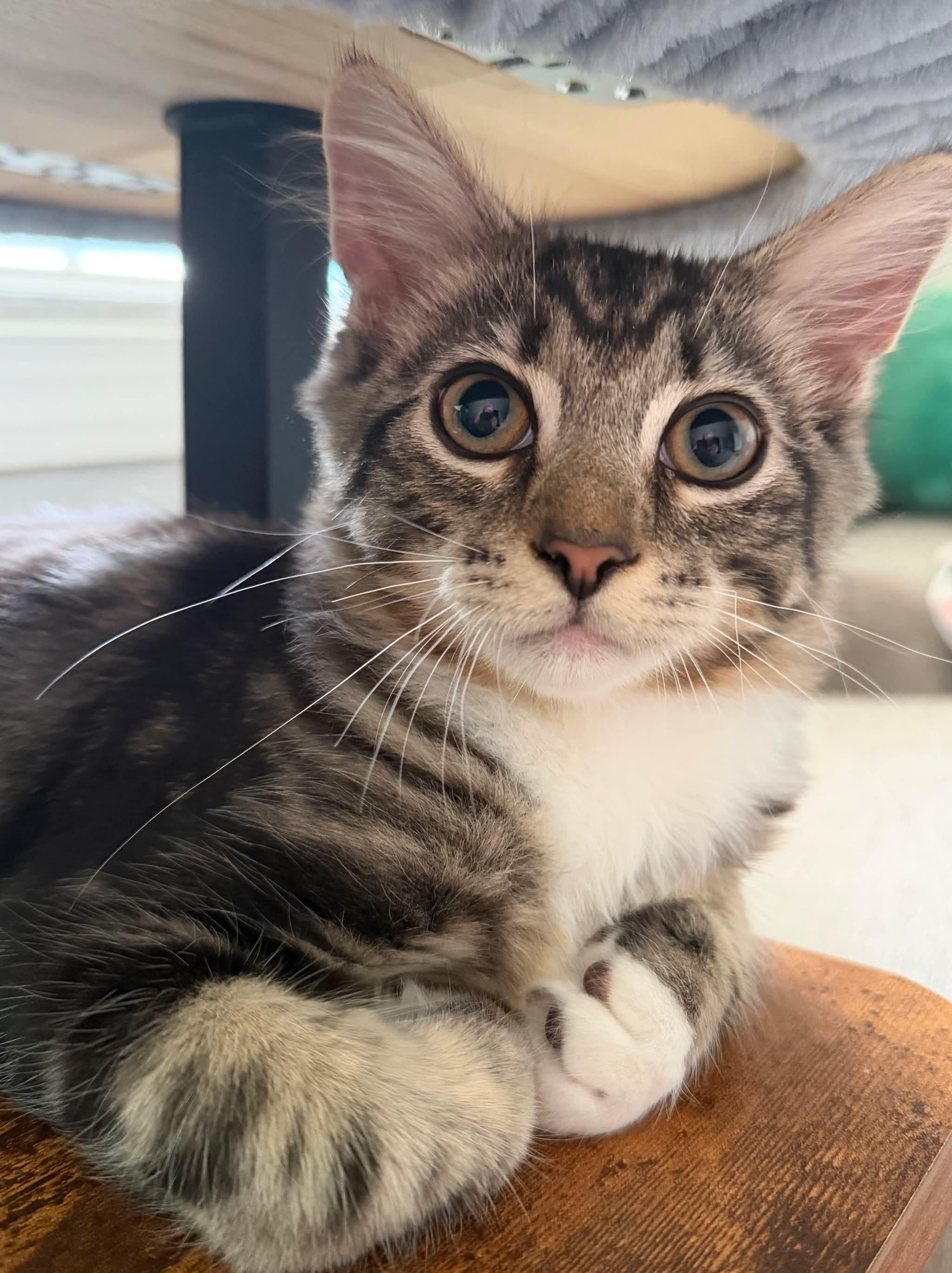 Chad, ADOPTABLE, Kitten Male Domestic Medium Hair.