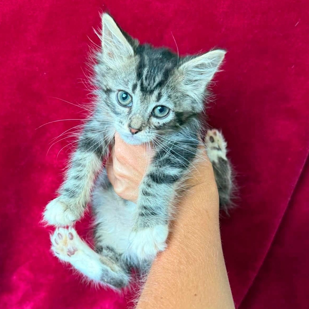 Enlarge Chad, a ADOPTABLE Domestic Medium Hair in Aberdeen, NC image 6/6