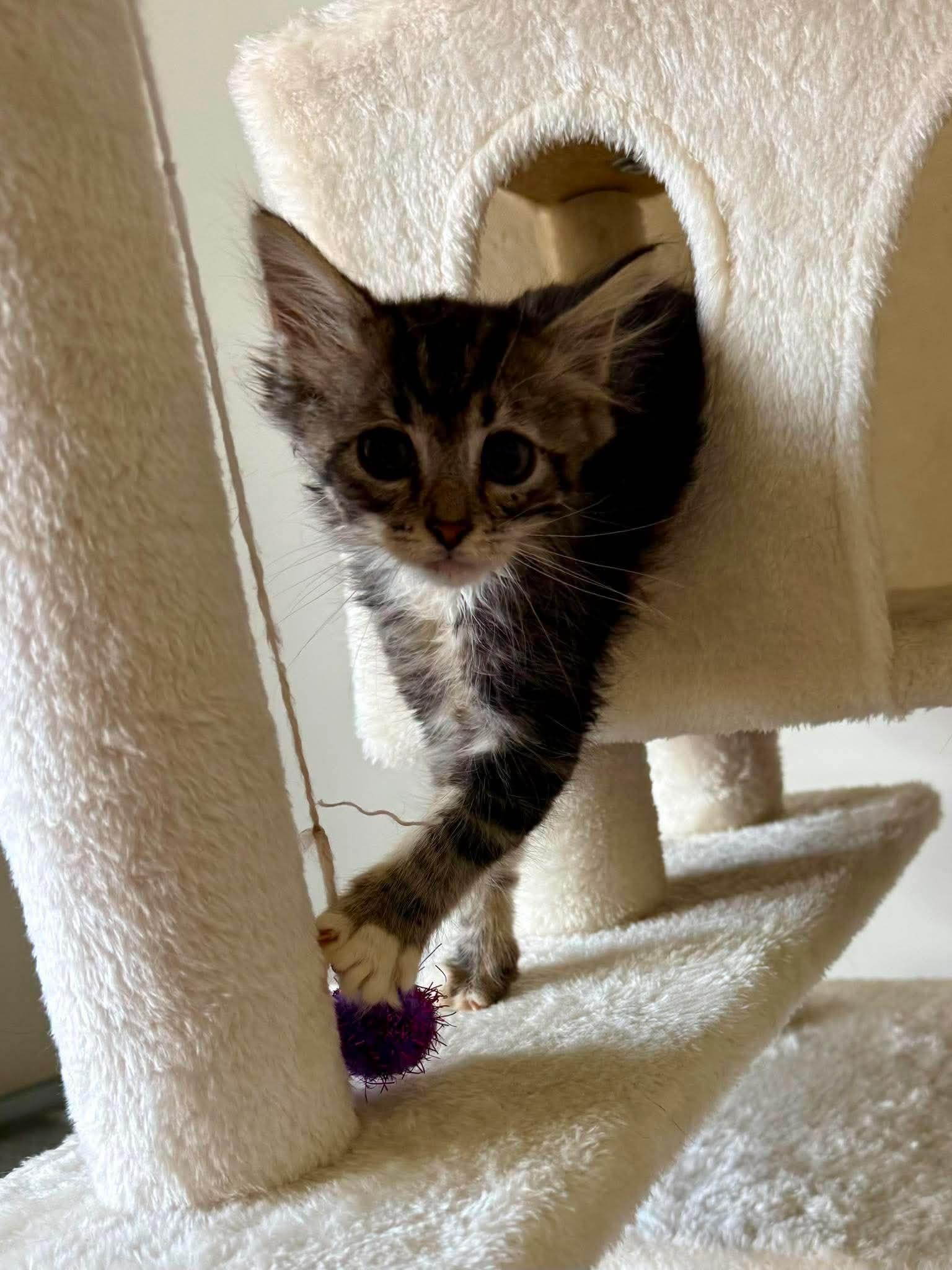 Enlarge Chad, a ADOPTABLE Domestic Medium Hair in Aberdeen, NC image 2/6