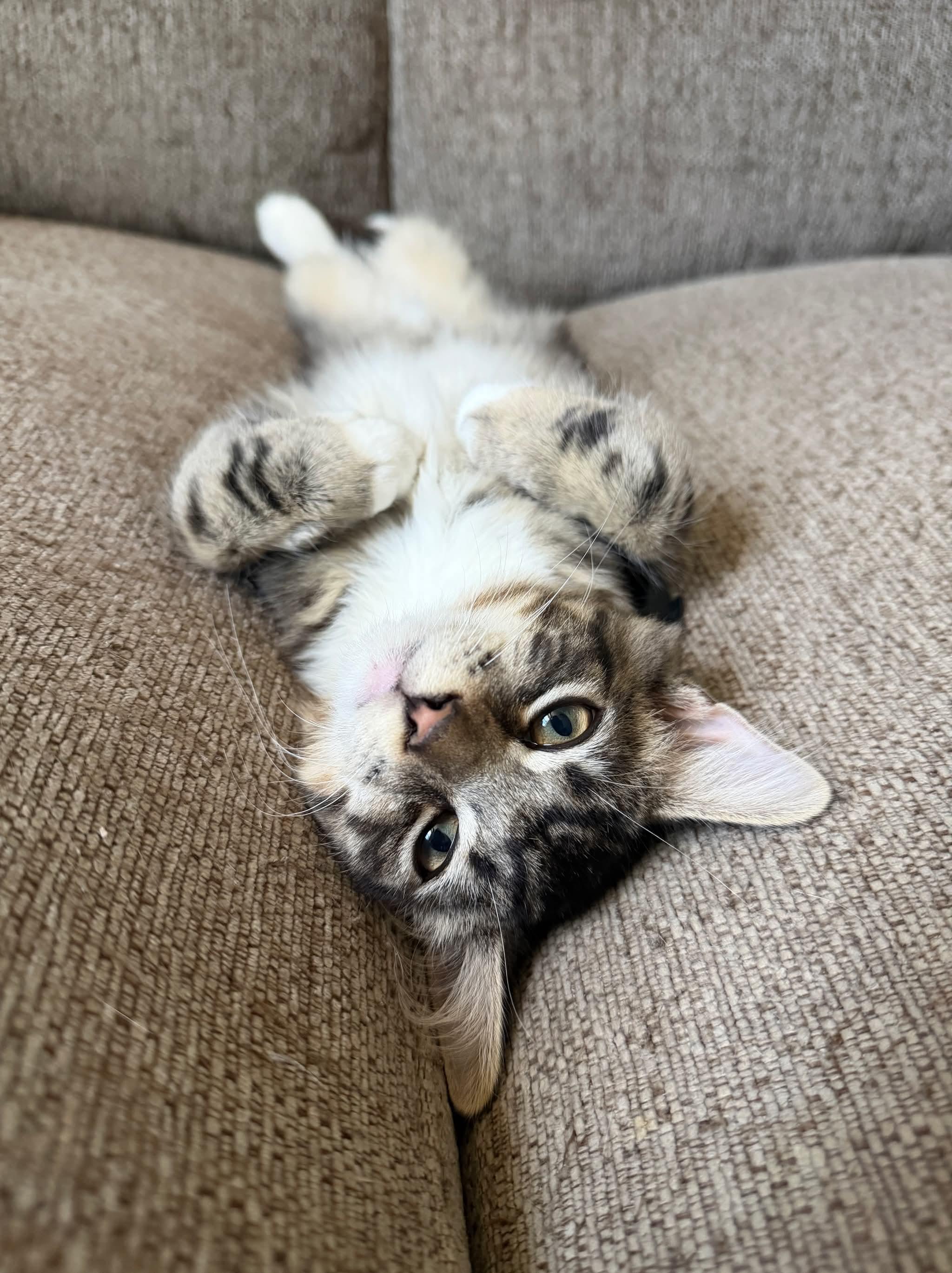 Enlarge Chad, a ADOPTABLE Domestic Medium Hair in Aberdeen, NC image 3/6