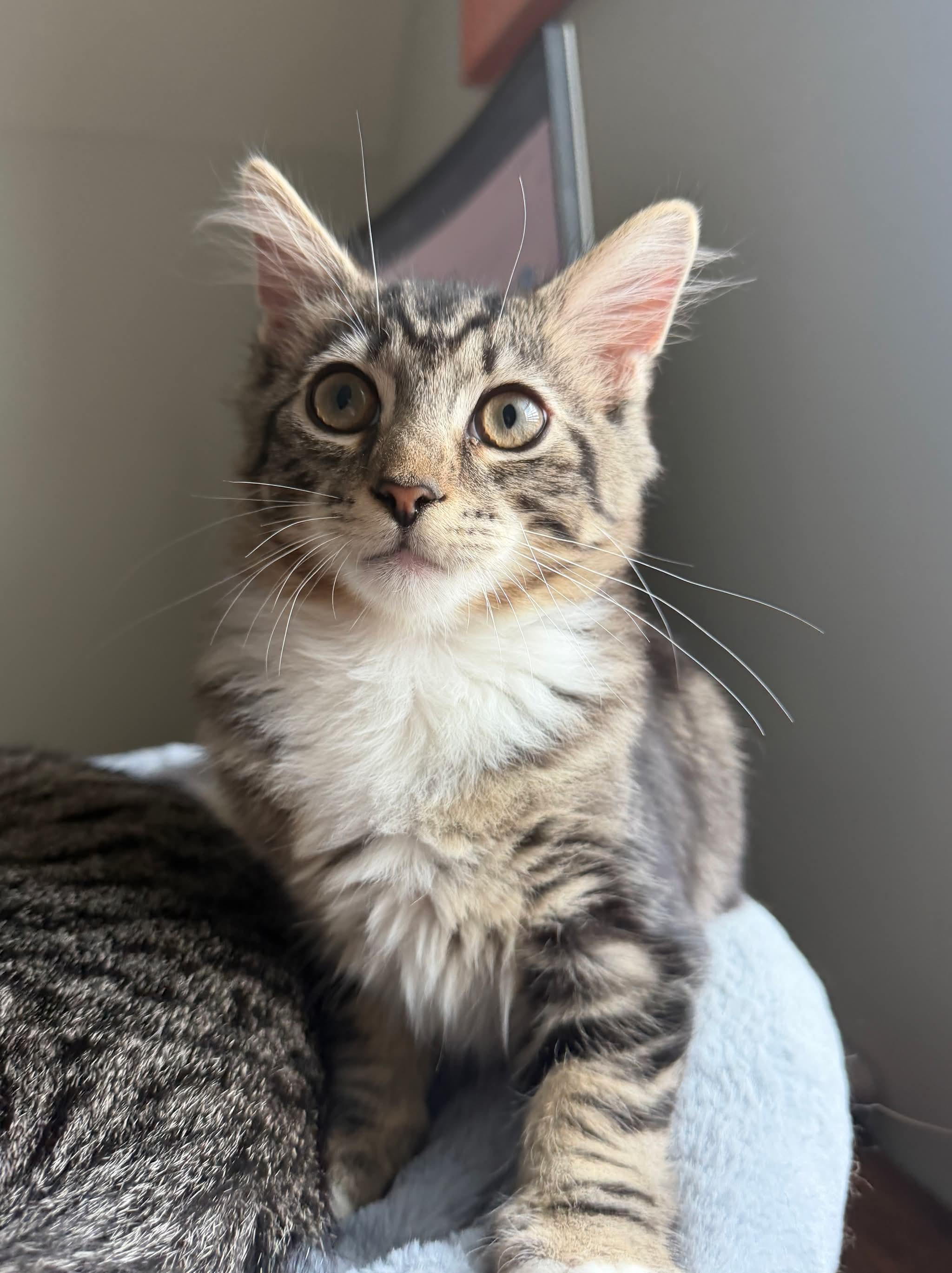 Enlarge Chad, a ADOPTABLE Domestic Medium Hair in Aberdeen, NC image 5/6