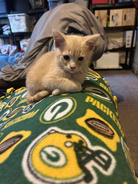 Enlarge Stuart, a Adopted Domestic Short Hair in Alexandria, MN image 1/3