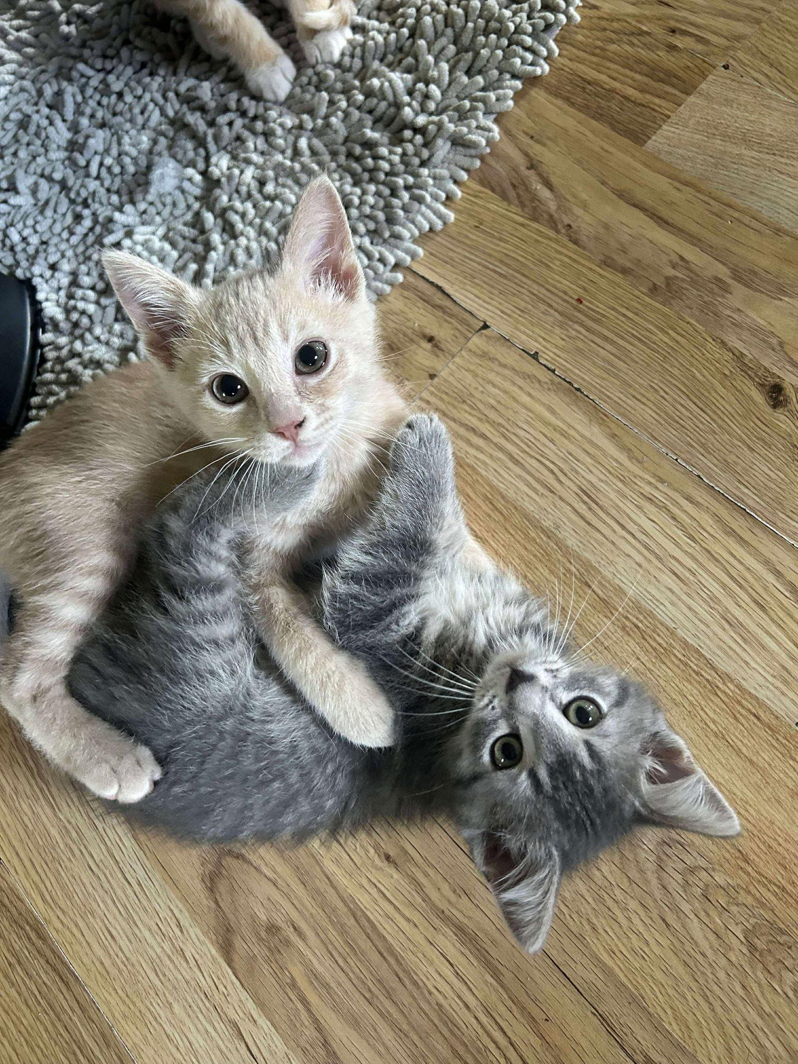 Enlarge Stuart, a Adopted Domestic Short Hair in Alexandria, MN image 2/3