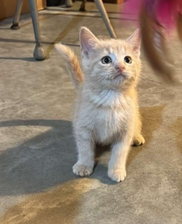 Enlarge Stuart, a Adopted Domestic Short Hair in Alexandria, MN image 3/3