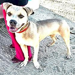Dandie , a ADOPTABLE mixed breed in Buffalo, MN image 3/6