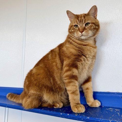 Colby Jack, Adoptable, Adult Male Domestic Short Hair.