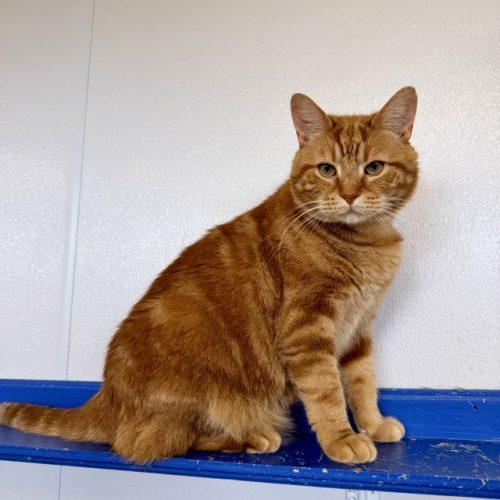 Enlarge Colby Jack, a Adoptable Domestic Short Hair in Fishers, IN image 2/3