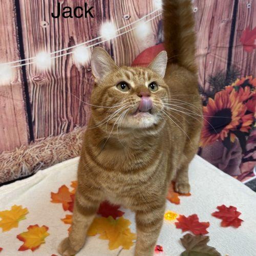 Enlarge Colby Jack, a Adoptable Domestic Short Hair in Fishers, IN image 3/3