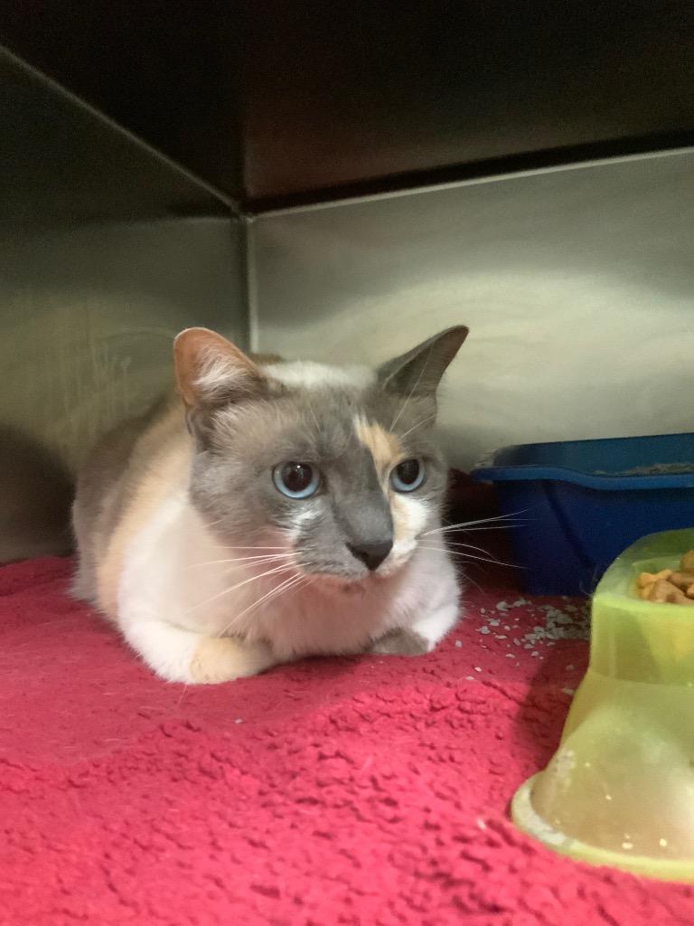 Claudia (Clawdia), Adoptable, Young Female Domestic Short Hair.