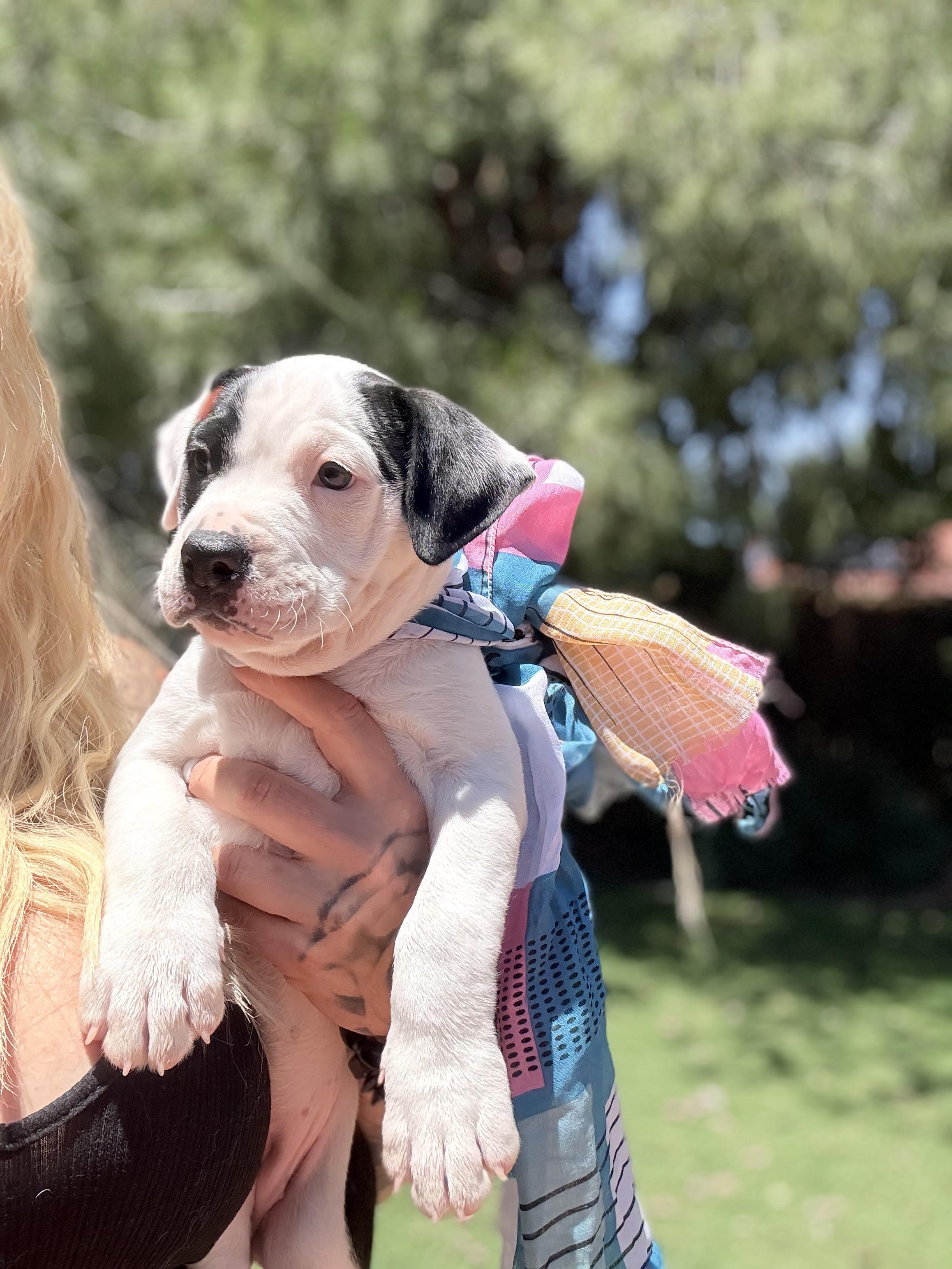Darla, a ADOPTABLE mixed breed in Riverside, CA image 2/3