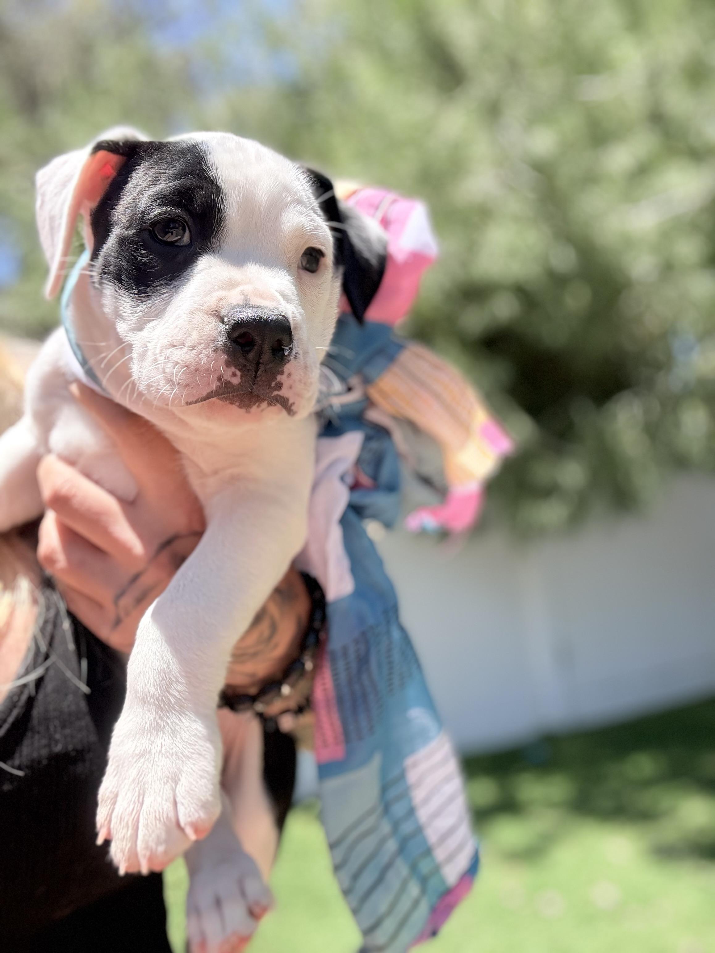Darla, a ADOPTABLE mixed breed in Riverside, CA image 3/3