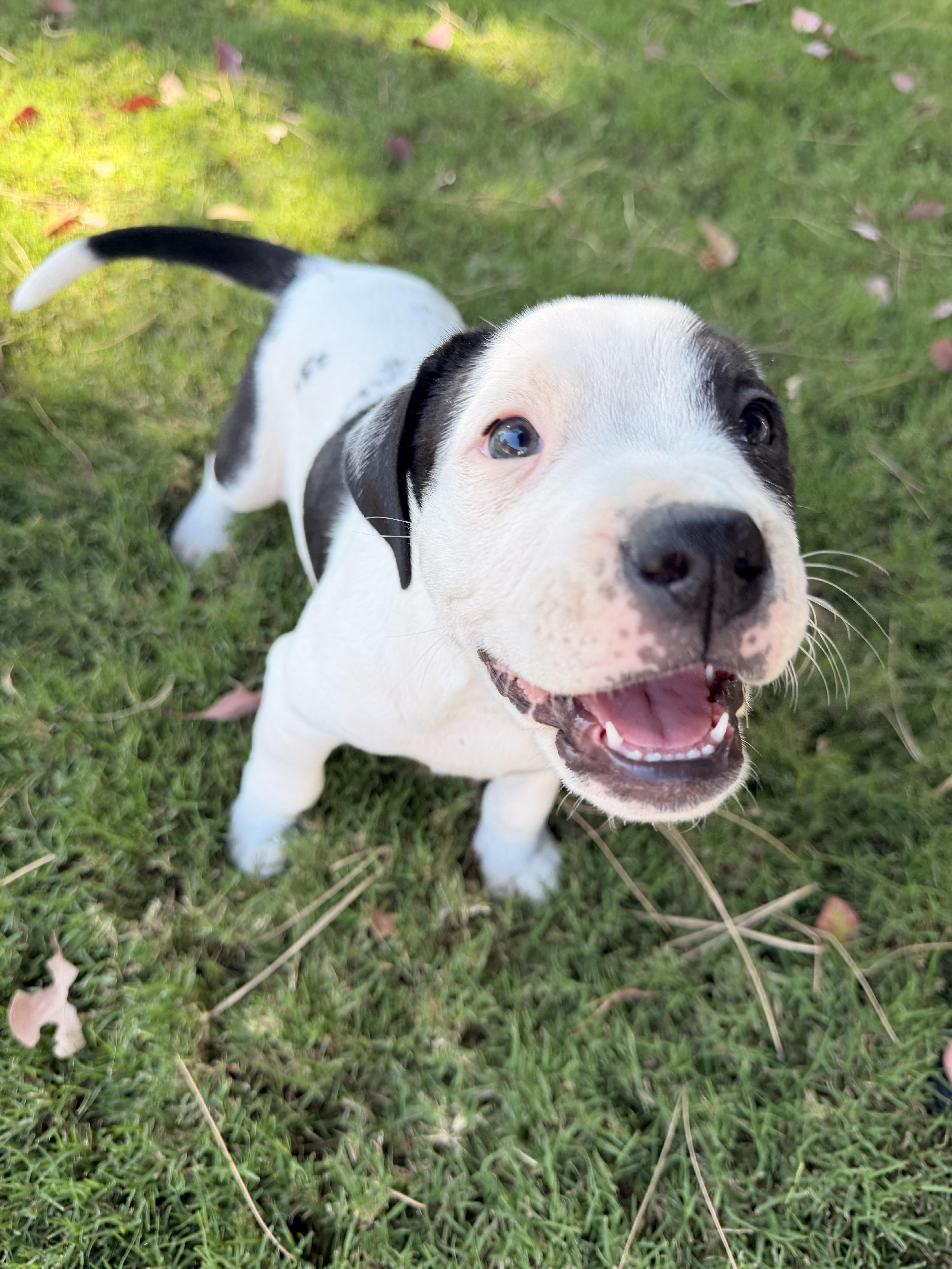 Darla, an adoptable mixed breed in Riverside, CA image 4/4