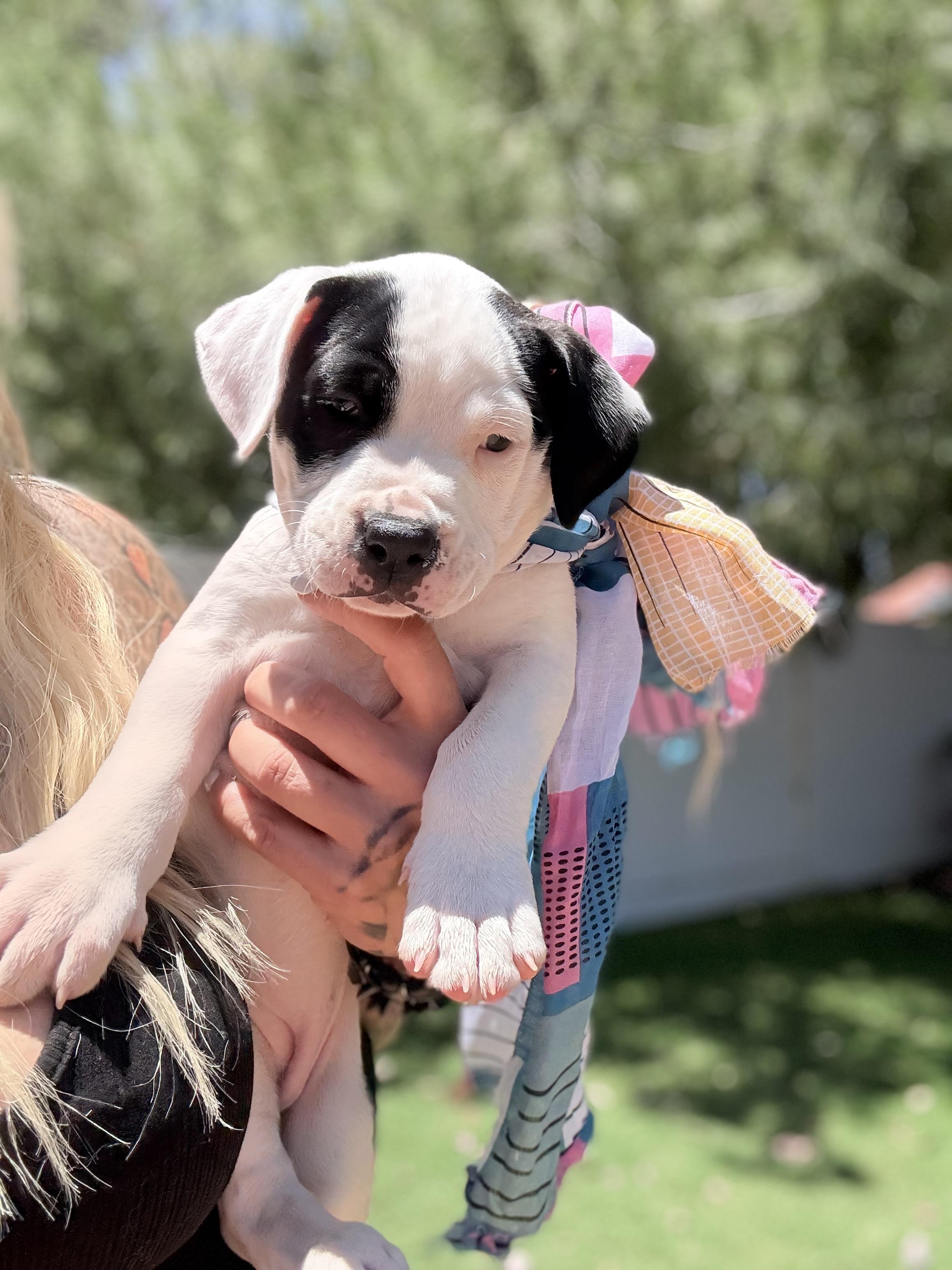 Darla, a ADOPTABLE mixed breed in Riverside, CA image 1/3