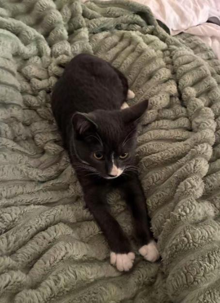 Enlarge Totoro, a ADOPTABLE Domestic Short Hair in Davis, CA image 5/6