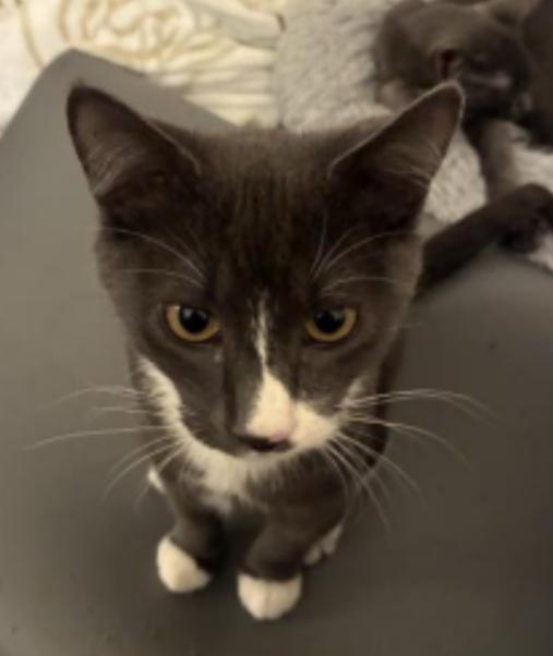 Enlarge Totoro, a ADOPTABLE Domestic Short Hair in Davis, CA image 6/6