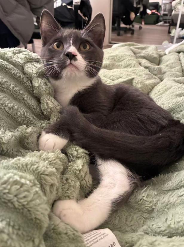 Enlarge Totoro, a ADOPTABLE Domestic Short Hair in Davis, CA image 1/6