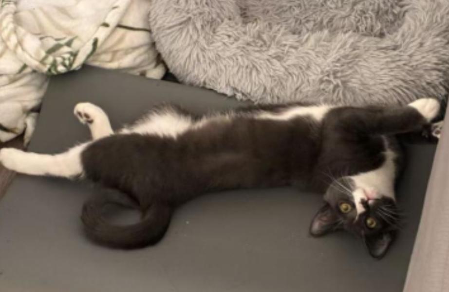 Enlarge Totoro, a ADOPTABLE Domestic Short Hair in Davis, CA image 3/6