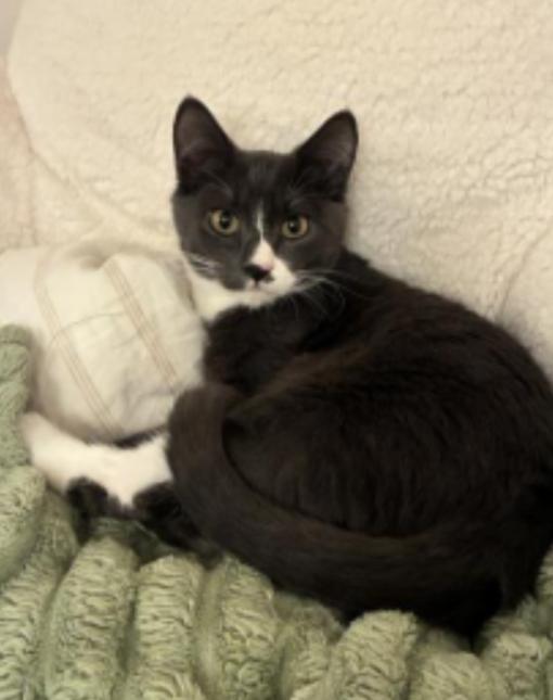 Enlarge Totoro, a ADOPTABLE Domestic Short Hair in Davis, CA image 4/6