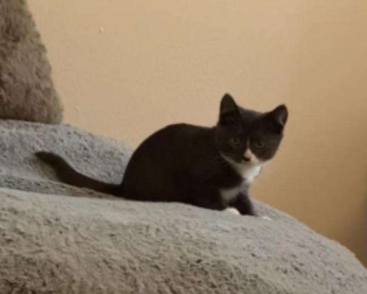 Enlarge Totoro, a ADOPTABLE Domestic Short Hair in Davis, CA image 2/6