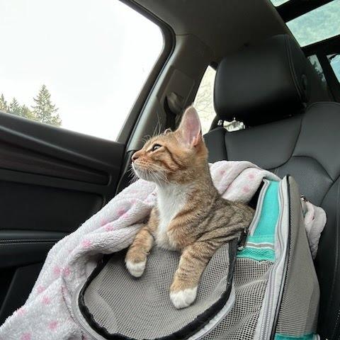 Josh, Adoptable, Kitten Male Domestic Short Hair.