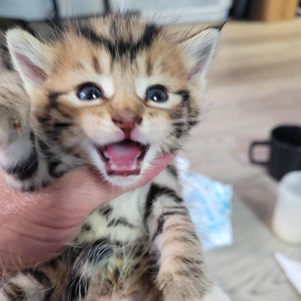 Josh, Adoptable, Kitten Male Domestic Short Hair.