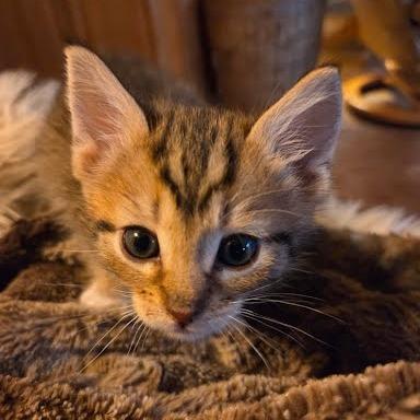 Enlarge Josh, a Adoptable Domestic Short Hair in Allyn, WA image 2/2