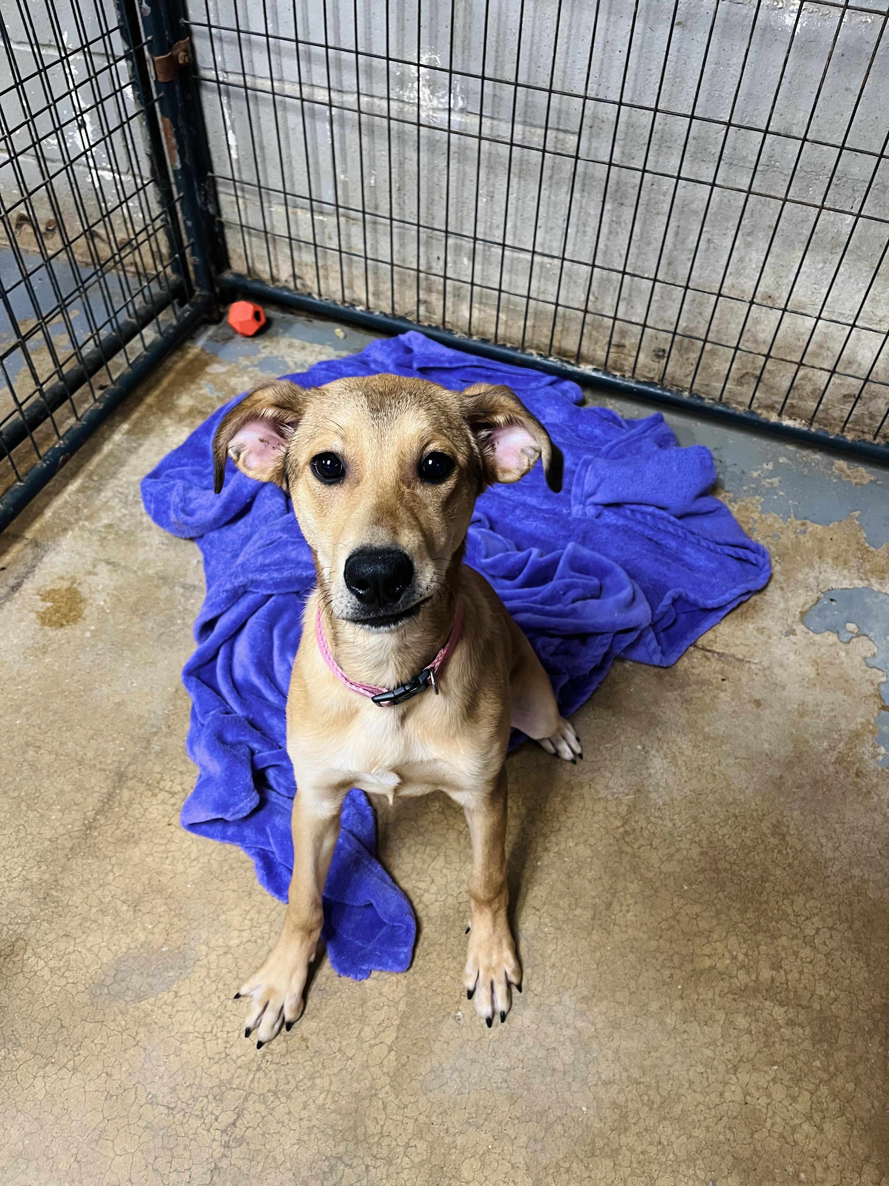 Peaches, Adoptable, Puppy Female Mixed Breed.