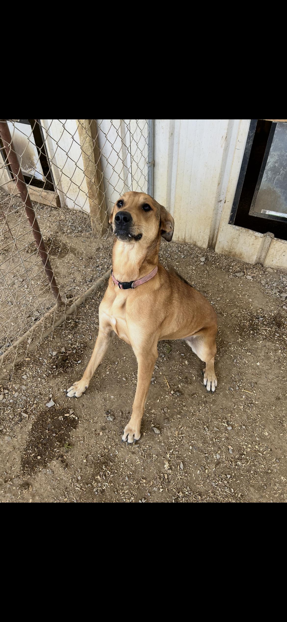 Enlarge Peaches, a Adoptable mixed breed in Shelbyville, TN image 2/4