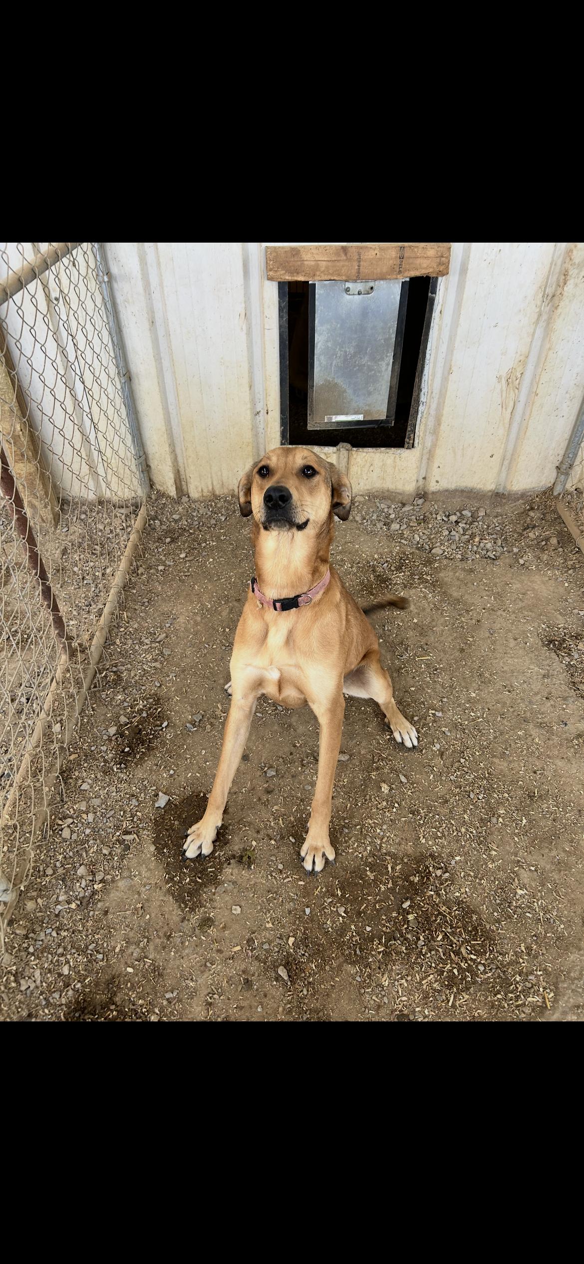 Enlarge Peaches, a Adoptable mixed breed in Shelbyville, TN image 3/4