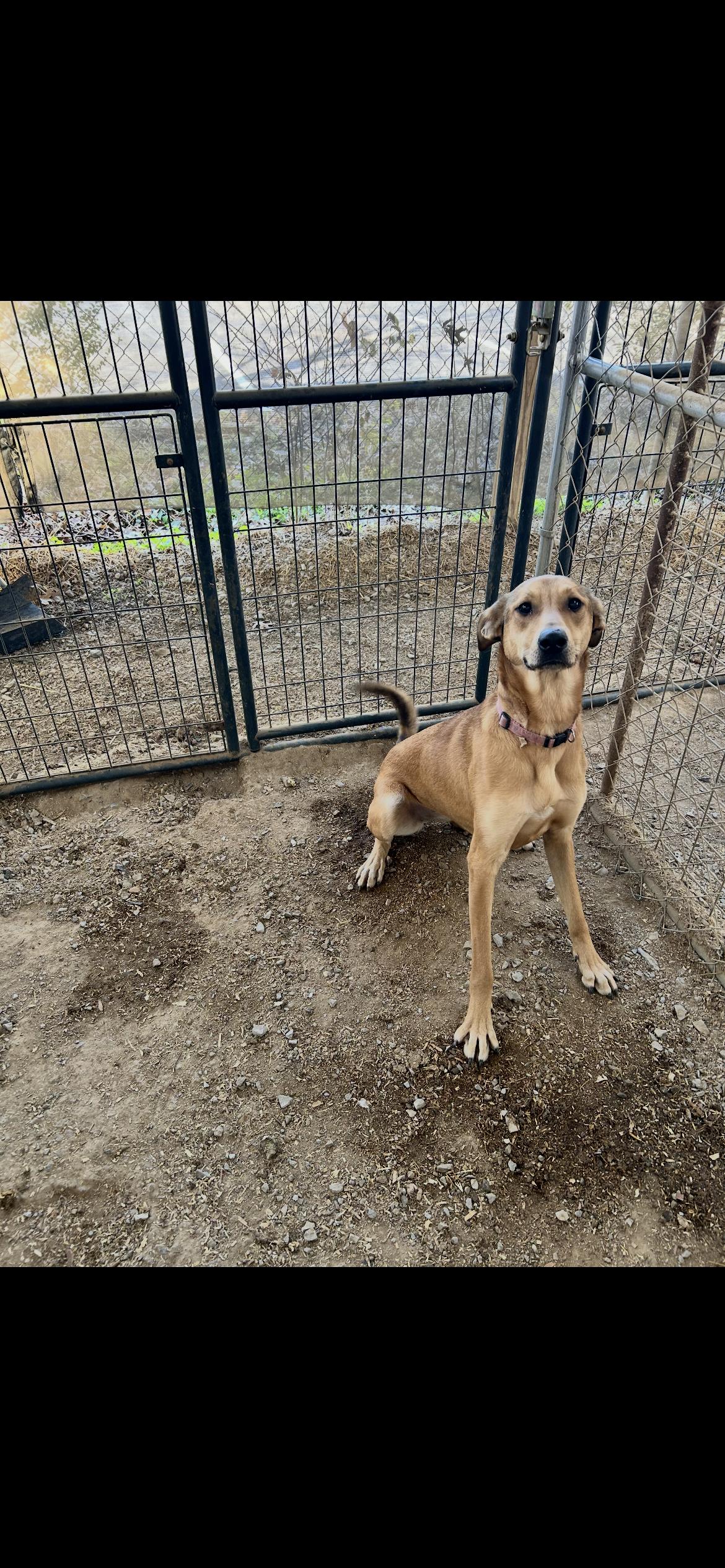 Enlarge Peaches, a Adoptable mixed breed in Shelbyville, TN image 1/4