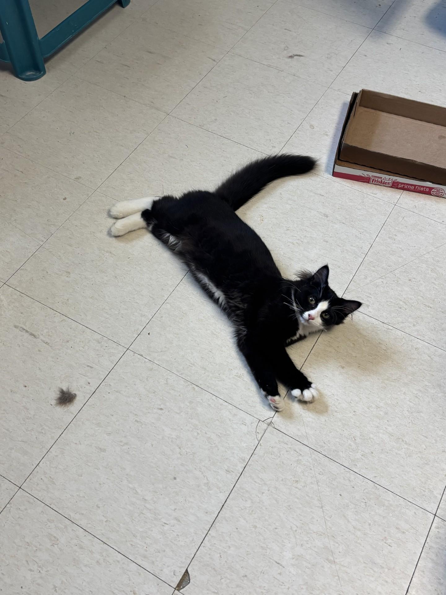 Tom, adopted, Young Male Domestic Medium Hair.