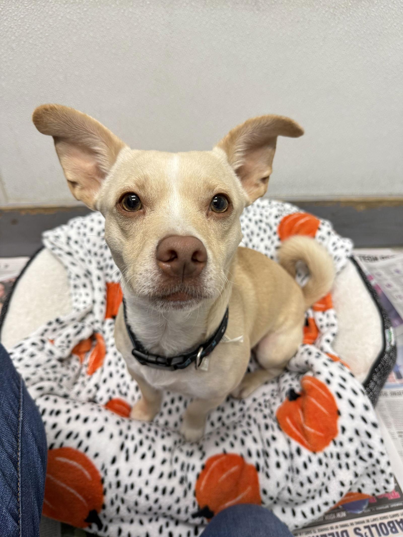 Enlarge Munchkin, a Adoptable mixed breed in Toms River, NJ image 1/3