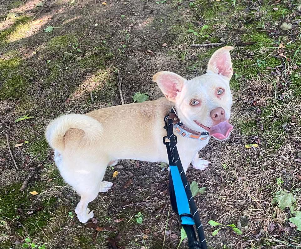 Enlarge Munchkin, a Adoptable mixed breed in Toms River, NJ image 2/3