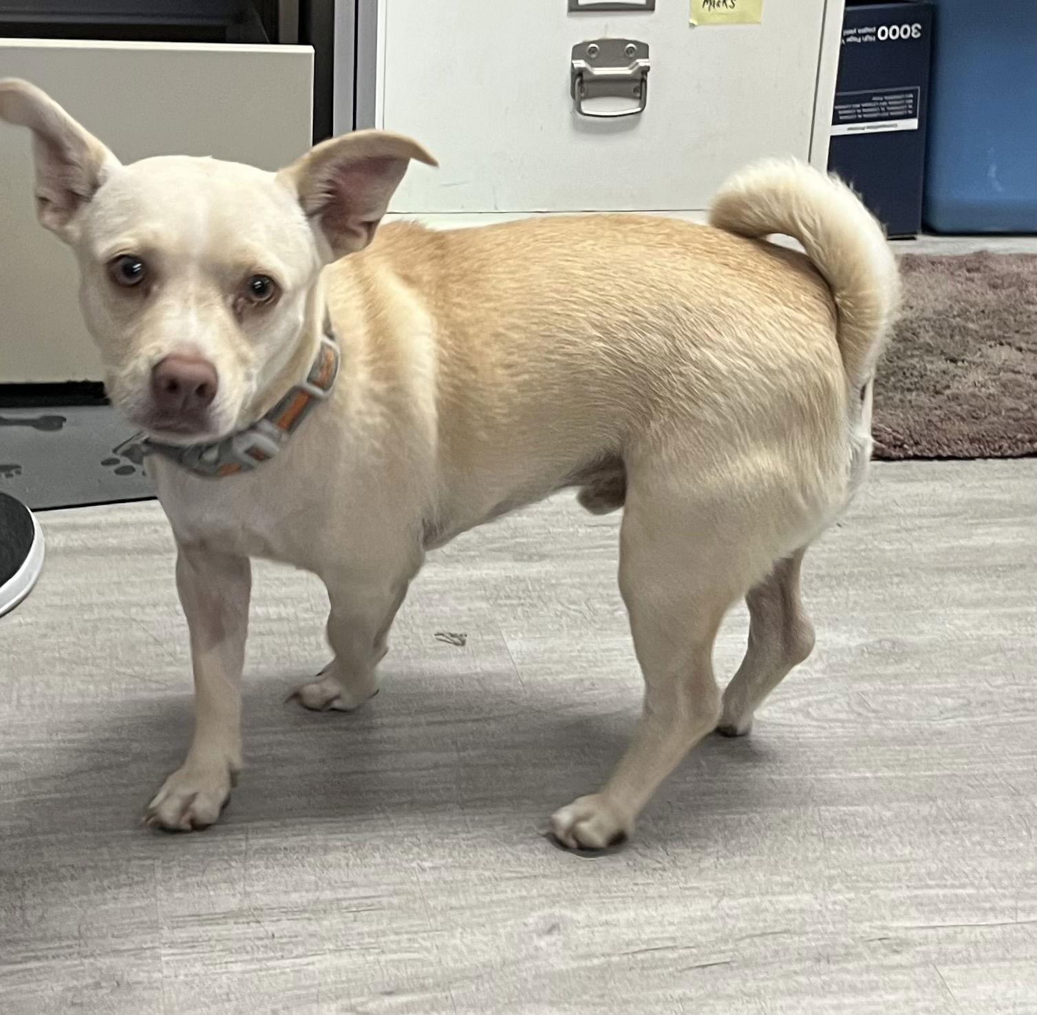 Enlarge Munchkin, a Adoptable mixed breed in Toms River, NJ image 3/3