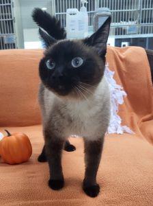 Enlarge Meso, a Adoptable Siamese in Bucyrus, OH image 3/3