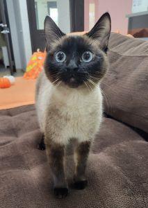 Enlarge Meso, a Adoptable Siamese in Bucyrus, OH image 1/3