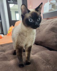 Enlarge Meso, a Adoptable Siamese in Bucyrus, OH image 2/3