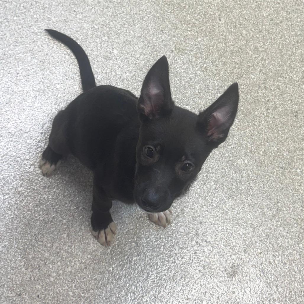 Bongo, adopted, Puppy Male Shepherd.