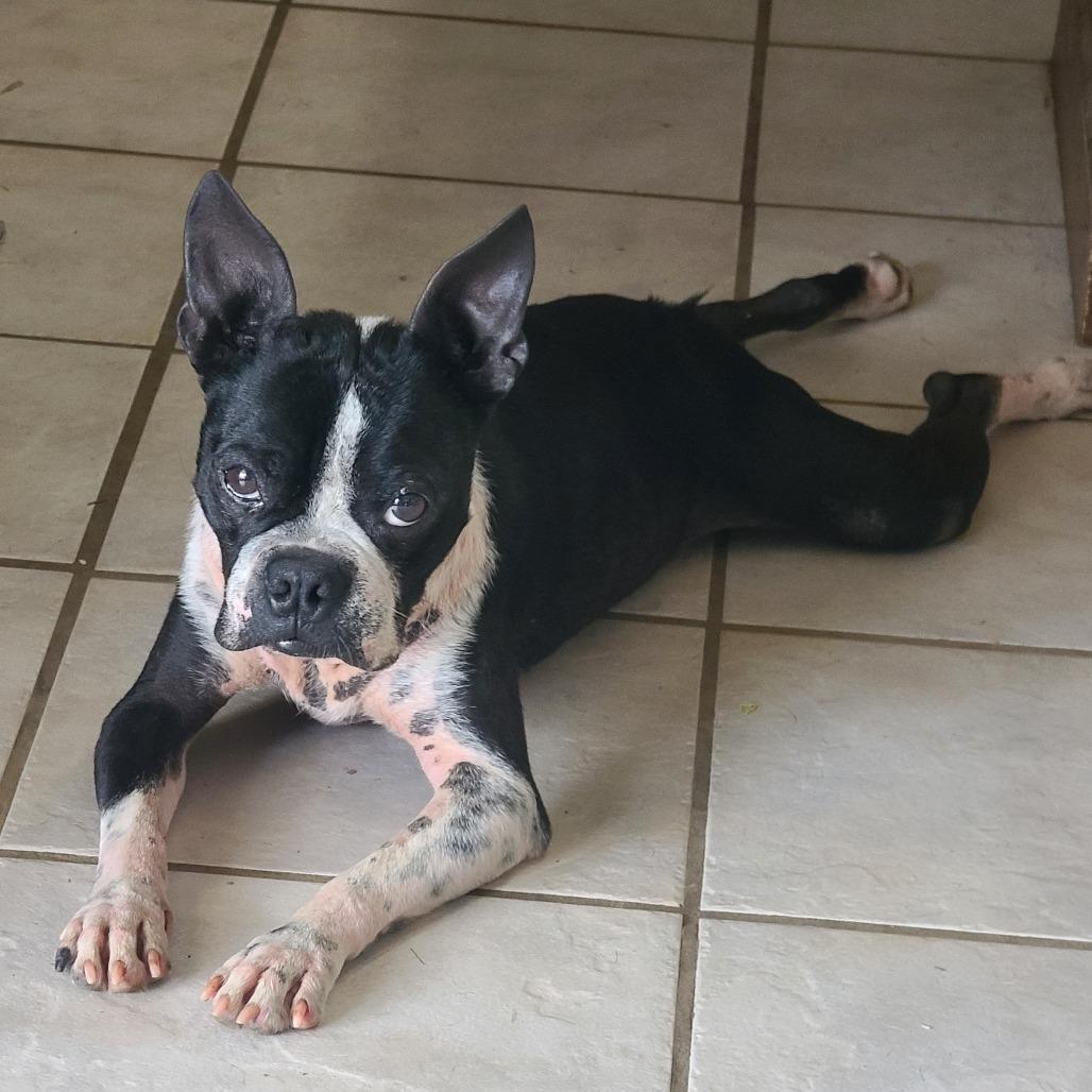 Enlarge OREO 1, a Adoptable Boston Terrier in Decatur, AL image 1/6
