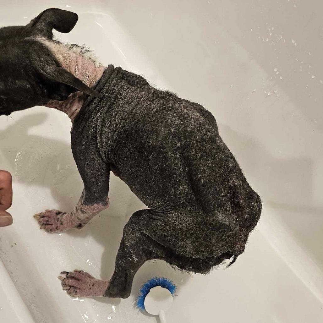 Enlarge OREO 1, a Adoptable Boston Terrier in Decatur, AL image 2/6