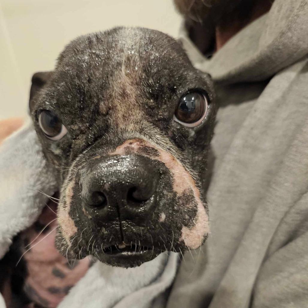 Enlarge OREO 1, a Adoptable Boston Terrier in Decatur, AL image 3/6