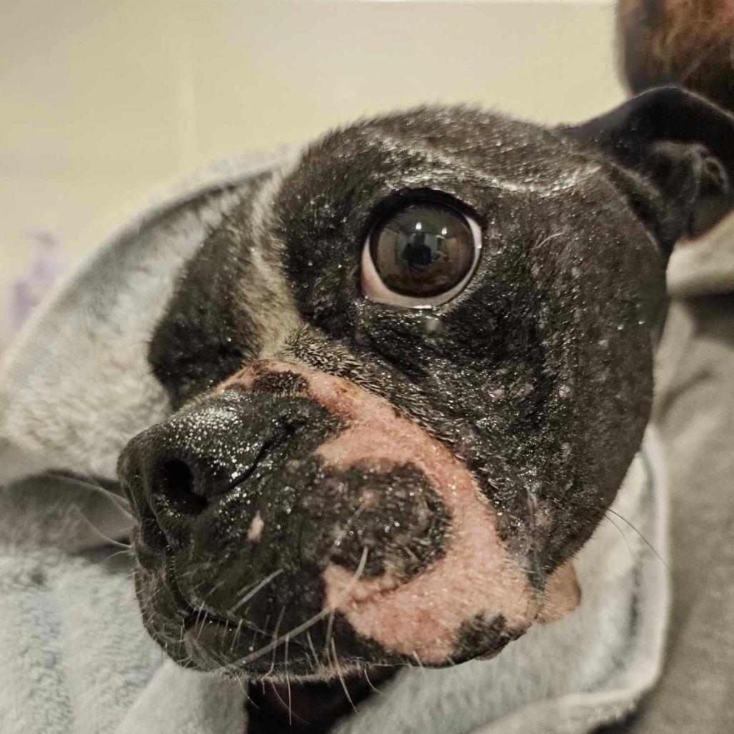 Enlarge OREO 1, a Adoptable Boston Terrier in Decatur, AL image 4/6