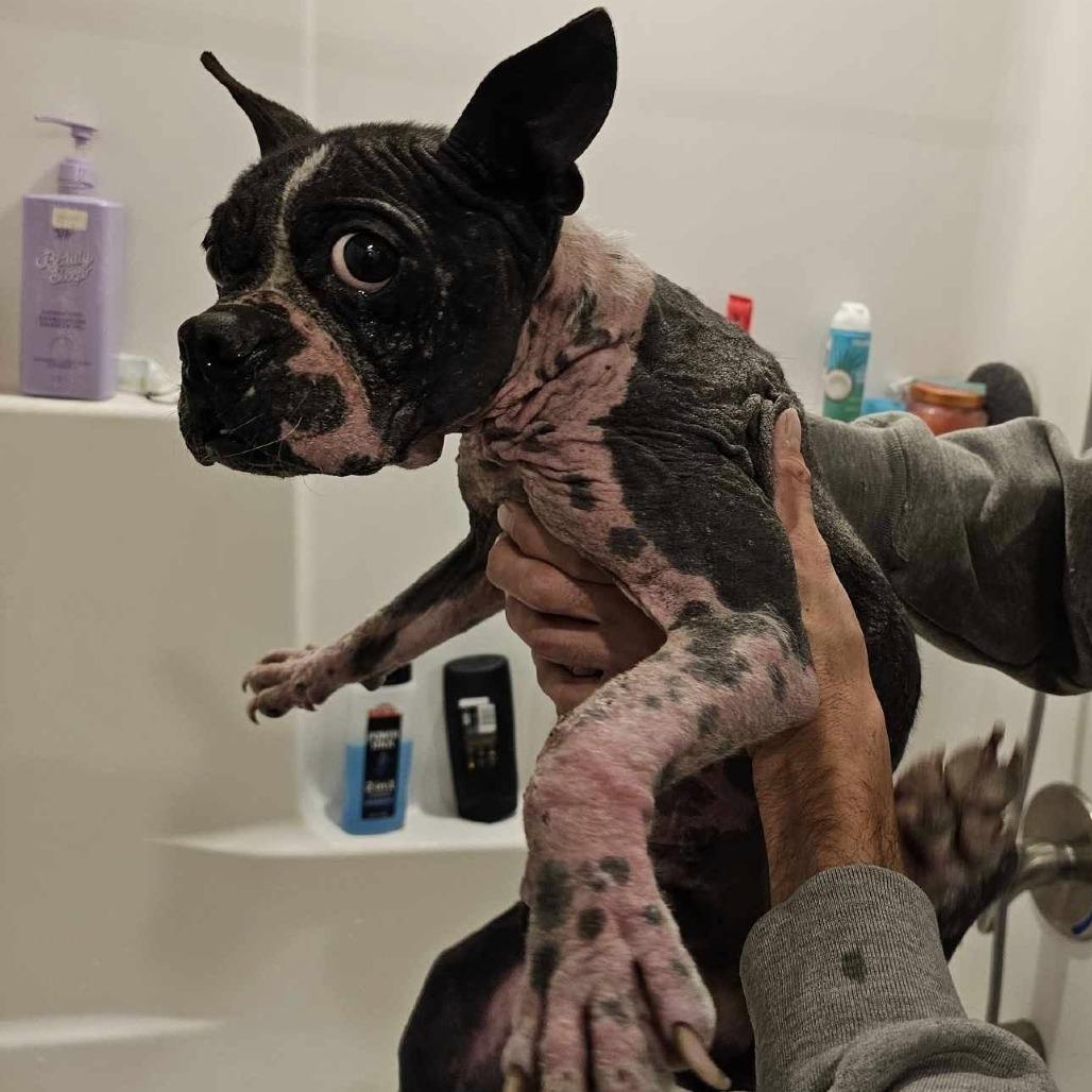 Enlarge OREO 1, a Adoptable Boston Terrier in Decatur, AL image 5/6