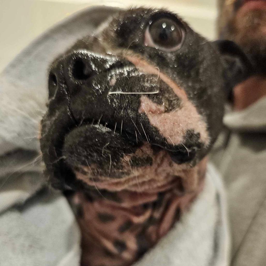 Enlarge OREO 1, a Adoptable Boston Terrier in Decatur, AL image 6/6