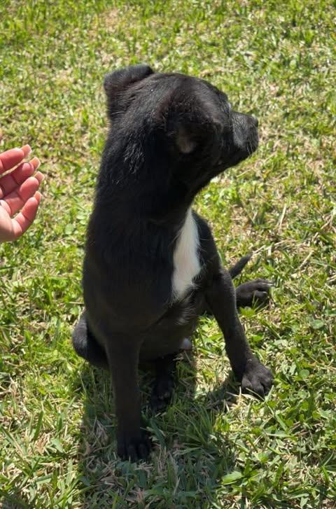 Enlarge Widget, a Adoptable mixed breed in Vinton, LA image 3/4